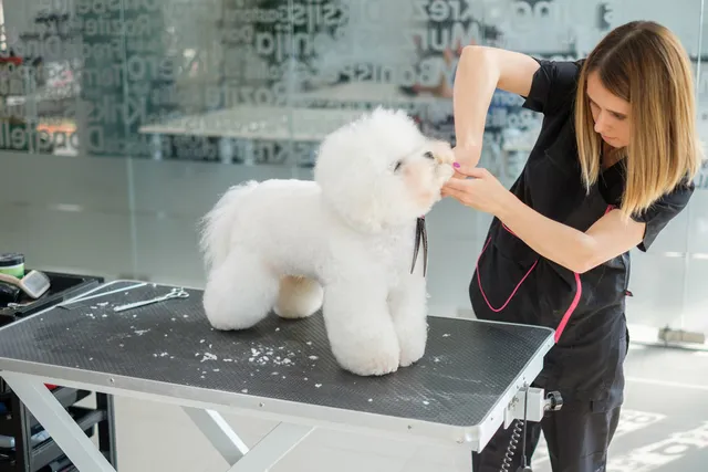 Should You Ever Shave a Dog? Vet Reviewed Facts & Care Tips