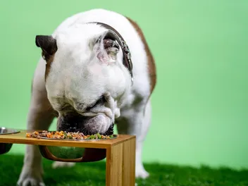 Do Dogs Like Dog Food? Canine Taste Buds Explained