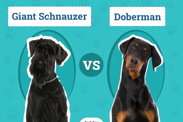 Giant Schnauzer vs Doberman: Vet-Reviewed Differences (With Pictures)