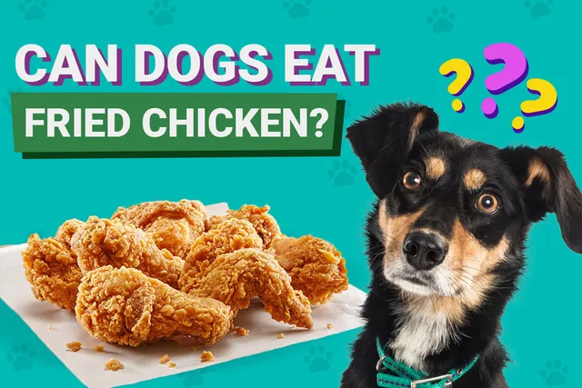 Can Dogs Eat Fried Chicken? Vet-Verified Risks, Alternatives & FAQ