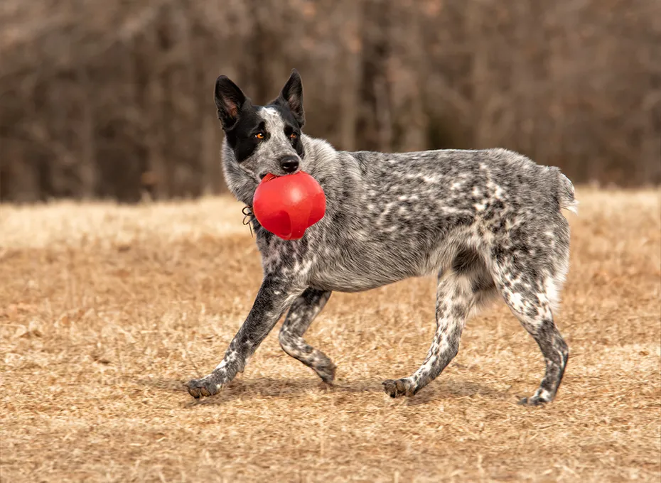 spotted texas heeler dog playing with ball