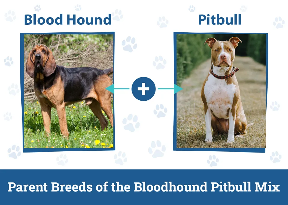 Parent Breeds of the Bloodhound Pitbull Mix