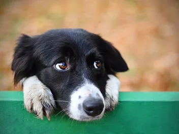 Puppy Dog Eyes: What Do They Mean & What They Do to Us (Vet-Reviewed)