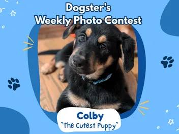 Dogster’s Weekly Photo Contest Winners: The Cutest Puppy (April 2, 2026)