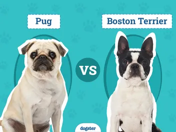 Pug vs Boston Terrier: The Differences (With Pictures)