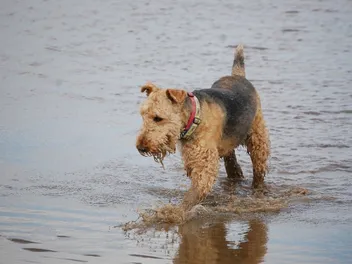 Airedoodle Dog Breed: Info, Pictures, Care, Temperament & Traits