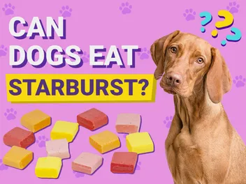 Can Dogs Eat Starburst? Vet-Reviewed Facts & FAQ