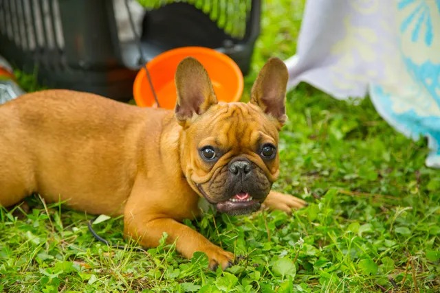 Red and Red Fawn French Bulldog: Info, Pictures, Origin & History