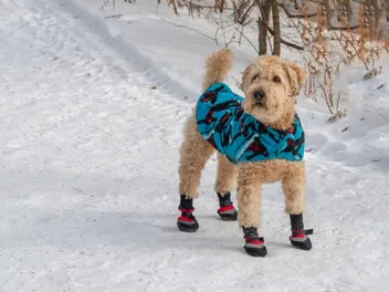 10 Best Snow Boots for Dogs in 2026: Reviews & Top Picks