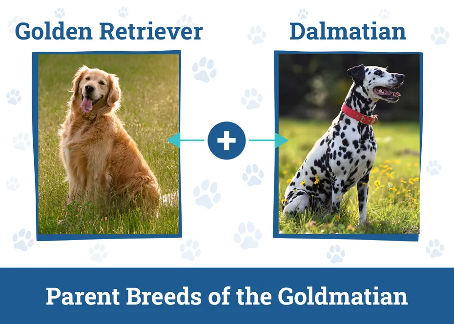 Parent Breeds of the Goldmatian