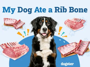 My Dog Ate a Rib Bone, What Should I Do? Our Vet Explains