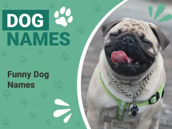 100 Funny Dog Name Ideas Based on The Simpsons