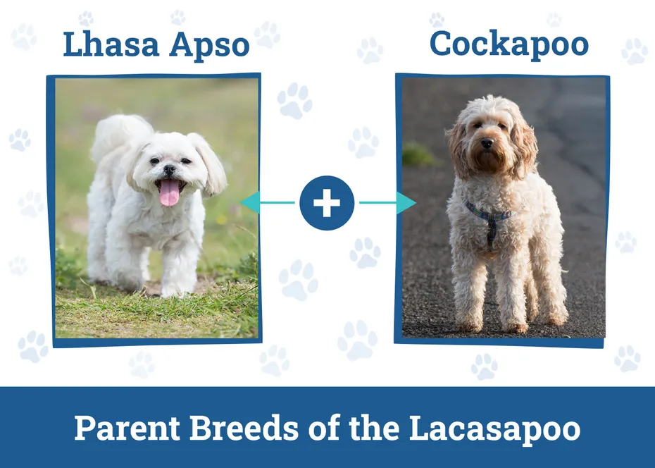 Parent Breeds of the Lacasapoo