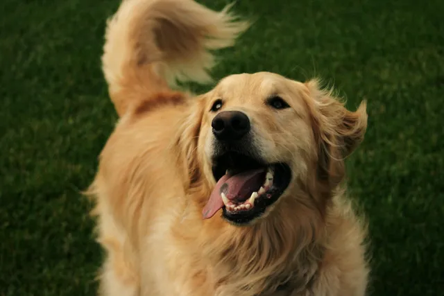 Why Do Dogs Wag Their Tails? 6 Vet Reviewed Reasons