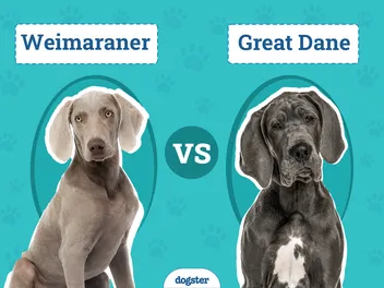 Weimaraner vs. Great Dane – The Differences (With Pictures)