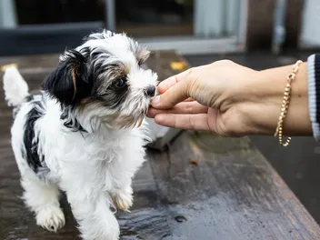Hand Feeding Your Puppy: Benefits & Step-by-Step Guide (Vet Answer)