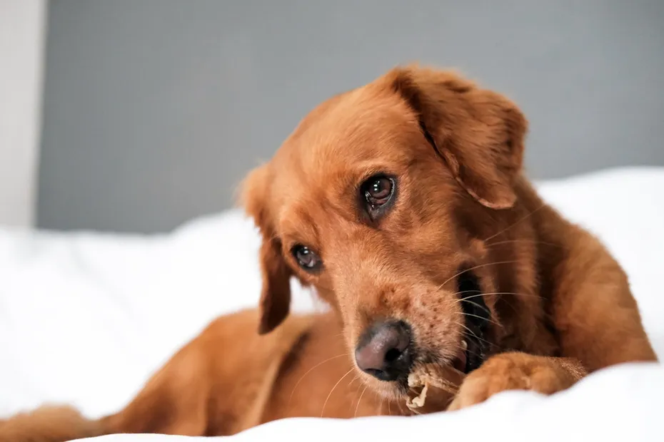 Dog eating treats held with paws