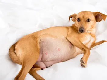 When Can You Feel Puppies Move in a Pregnant Dog?