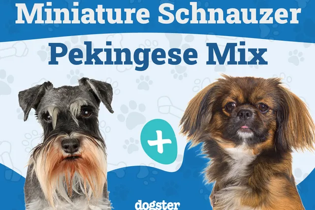 Schnekingese Mixed Dog Breed: Info, Pictures, Care & More