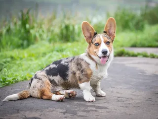 American Corgi (Pembroke & Cardigan Corgi Mix): Info, Pictures, Care & More