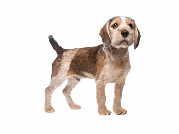 Cava Tzu (Cavalier King Charles Spaniel & Shih Tzu Mix): Info, Pictures & Care