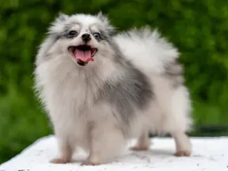 10 Dog Breeds That Don’t Drool (With Info & Pictures)