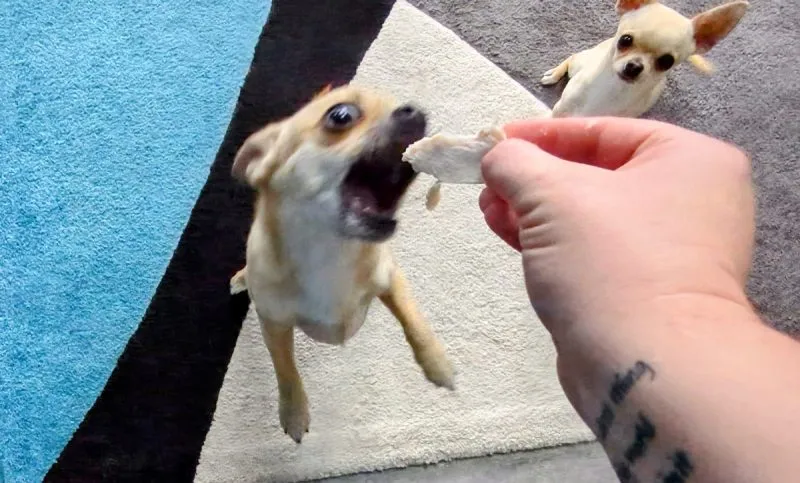 Fred loves his chicken