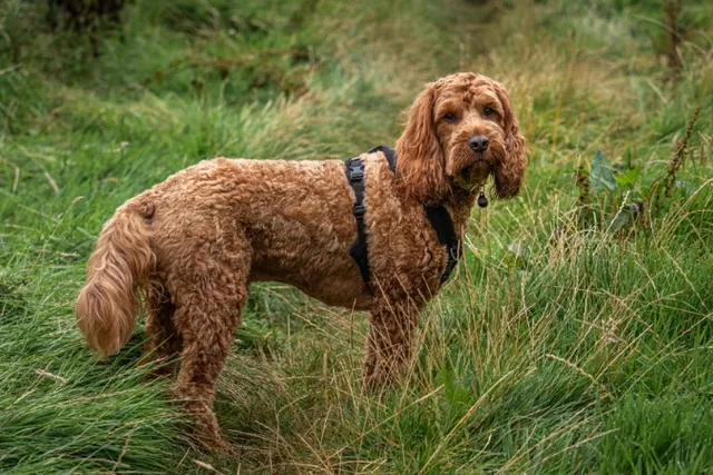Are Cockapoos Smart? Facts & Breed Intelligence Explained