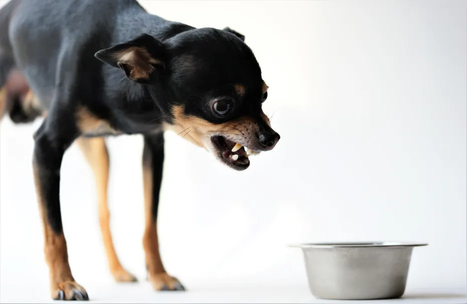 Angry little black dog