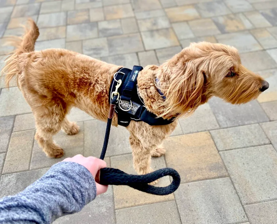 Joyride Summer Mesh Harness Review - walking dog with harness