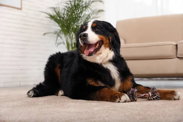 Do Bernese Mountain Dogs Make Good Guard Dogs? Facts & FAQ