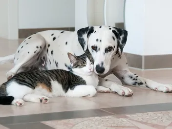13 Pet Ownership Statistics In New York: 2026 Update