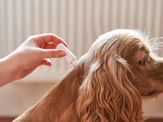 10 Best Itch Relief Products for Dogs in 2026 - Reviews & Top Picks