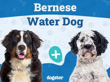 Bernese Water Dog Mixed Breed: Info, Pictures, Care & More