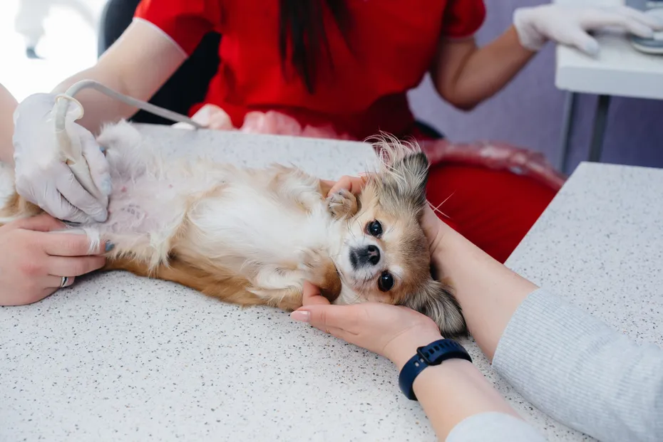 In a modern veterinary clinic, an ultrasound of a purebred Chihuahua is performed on the table