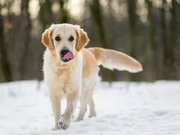Why Do Dogs Lick Their Nose? 10 Vet-Reviewed Reasons