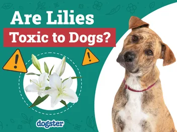 Are Lilies Toxic to Dogs? Vet-Verified Facts, Info & Poison Help