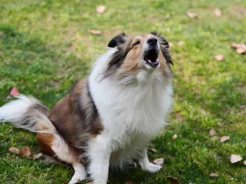 Do Dogs Get Tired of Barking? Facts, Tips & FAQ