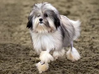 Löwchen Dog: Breed Info, Pictures, Traits & Care