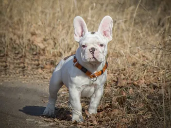 White French Bulldog: Info, Pictures, History & Origin