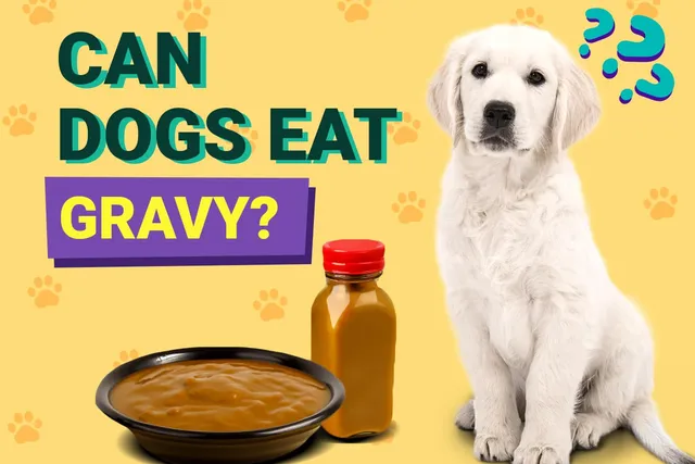 Can Dogs Eat Gravy? Vet-Reviewed Facts & Alternatives