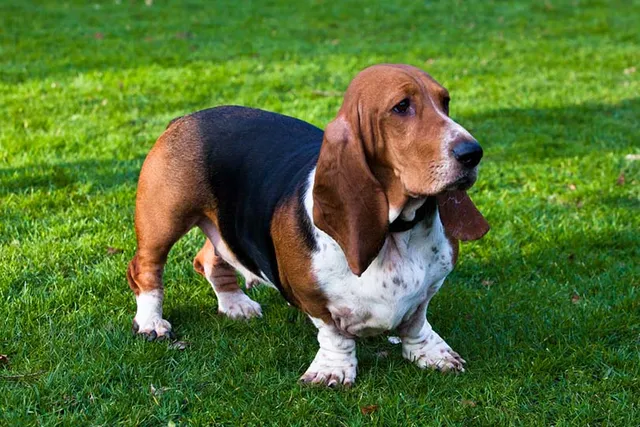 How Much Do Basset Hounds Smell? Vet-Reviewed Facts & Care Tips
