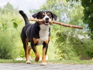 Appenzeller Sennenhund: Dog Breed Info, Pictures, Facts, & Traits