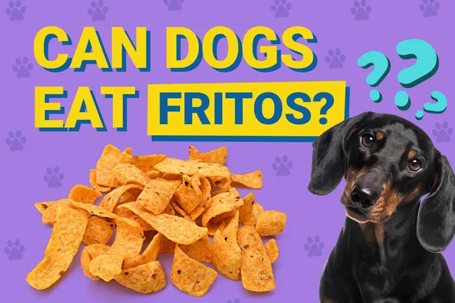 Can Dogs Eat Fritos? Vet-Reviewed Facts & FAQ