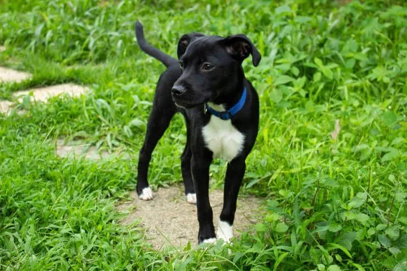 Mixed Breed Puppy standing outdoors