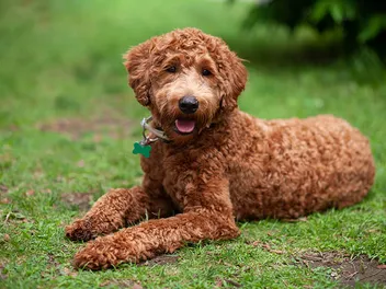 When to Spay or Neuter a Labradoodle: Vet-Reviewed Benefits & Drawbacks