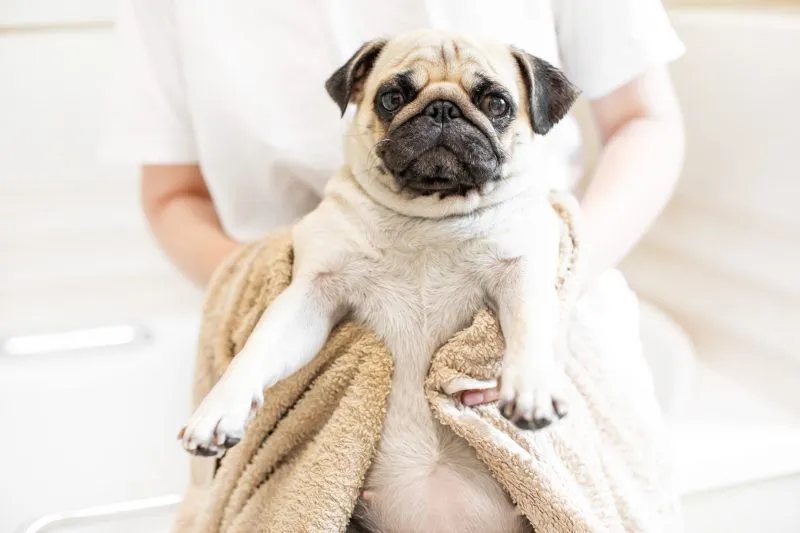 Pug in the Bathroom