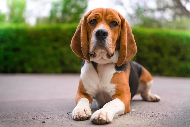 How to Teach a Dog to Crawl in 3 Simple Steps