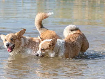 Can a Corgi Swim? Vet-Reviewed Facts & Tips