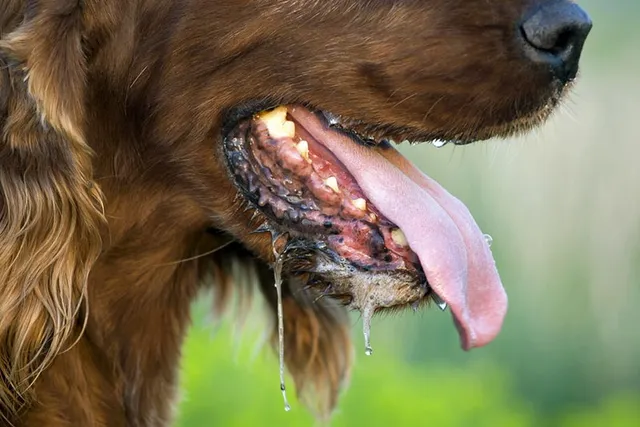 National Slobber Appreciation Day 2026: What It Is & When It’s Celebrated